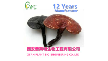 Reishi Mushroom Extract 