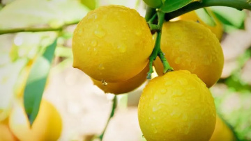 Lemon powder