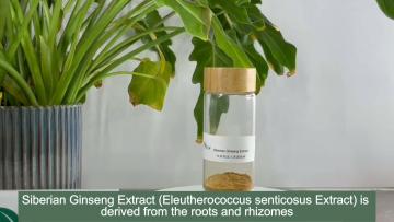 Siberian Ginseng Extract