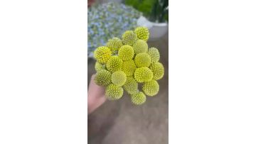 Wholesale Fresh golden Billy Buttons Cut Flowers  Grade A Craspedia Stems Direct from Farm