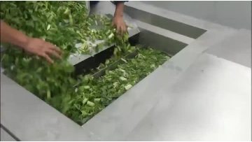 Blanching Machine for celery