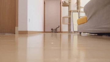 cat laser toy display