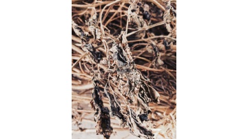 Dried Belladonna Herb