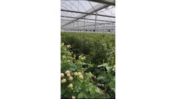 Mansfield Park Spray Rose