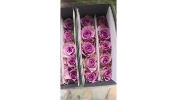 Purple Roses farm