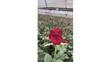 Red rose farm2