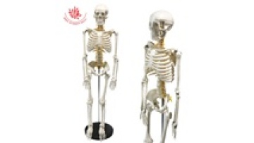 85 cm Medical Human Skeleton Model with Spinal Nerves and Cervical Artery1