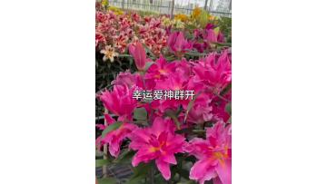 Lucky Eros  Double Lily