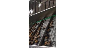 Abalone after blanching