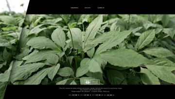 Korean Red Ginseng Reviews