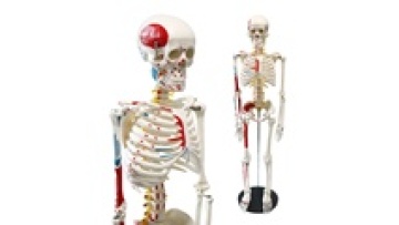 Human Skeleton Model with Muscles - FRT009, 85cm, Labeled Origins and Insertions1