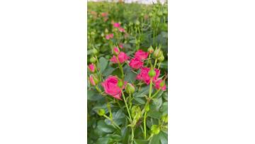 Sophy's Pink Spray Roses