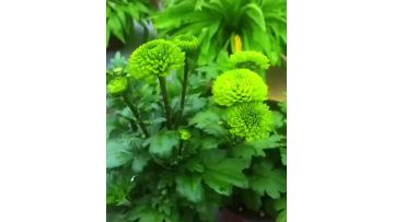 Ping pong chrysanthemum Green