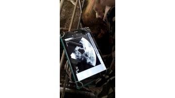 Wireless Swine Ultrasound