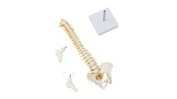Spine Model FRT017: Pelvic Human Anatomical with Stand - Teaching Demonstration Anatomy Spine Medical Model1