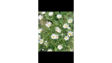 Spray white chrysanthemum Marigert