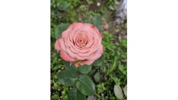 Cappuccino rose