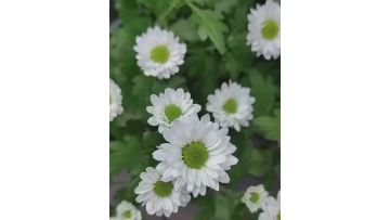Sofitel Spray White Chrysanthemum