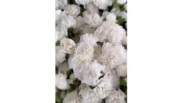 Polar rout single carnation