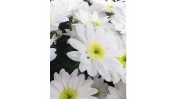 MonaLisa spray white chrysanthemum