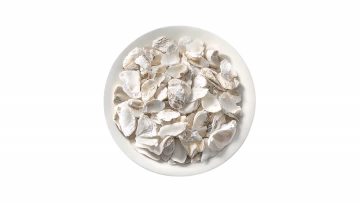 Oyster Shell