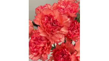 Single-headed Carnation flame