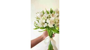 Fresh Cut White Alstroemeria Flowers  Premium White Peruvian Lily Branches for Wedding & Event Decor