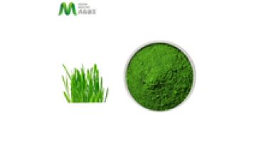 Bulk Price Green Barley Grass Powder1