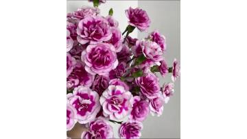 Spray carnation the prince of fashion