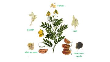 Senna Leaf Extract