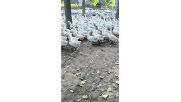 The gooses more and more stronger
