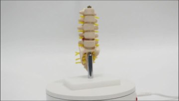 Vertebrae model