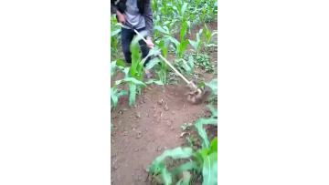 weeder head.mp4