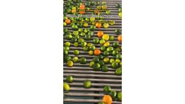Citrus sorting machine Fruit and vegetable sorting machines