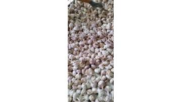 pick good garlic