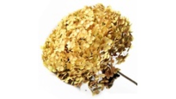 Hot Items: Preserved Hydrangea Bunch - Real Touch Hydrangeas1