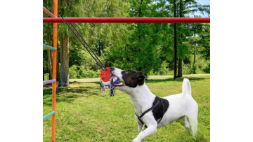 dog toys rubber