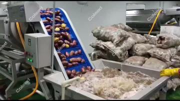 Potato chips shredding line