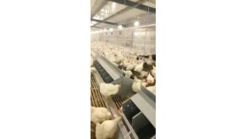 Pan Feeding System