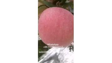 11ab3cf2f44c0f99fa08d0501147f4b8