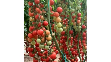 Low cost Farming Multi-span Greenhouse /Tomato Greenhouse with plastic film1