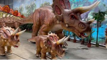 A family of Triceratops