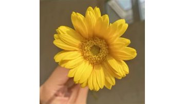 Gerbera Duckling
