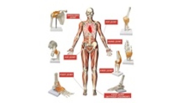 Human Joint Models and Skeletal Teaching Resources: Knee, Hand, Foot, Hip, Shoulder, Elbow1