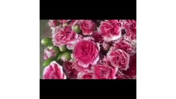 Spray carnation prince cherry