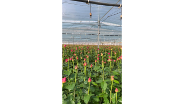 Floyd Rose Farm