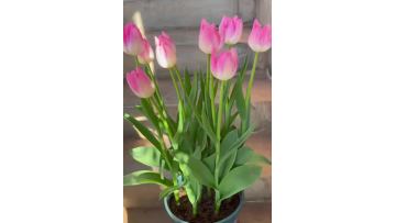 Fresh cut First Class Tulip