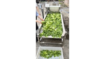 Vegetable washing and air drying machine
