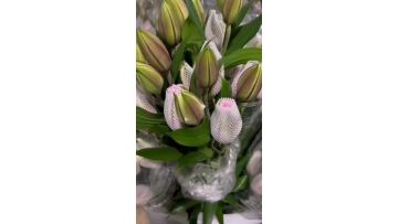 Isabella Double Spray Lily