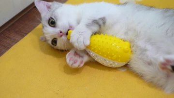cat toothbrush Dolphin with voice